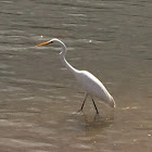 Intermediate egret