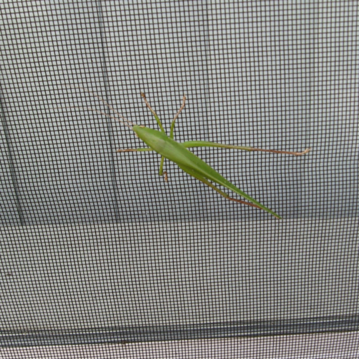 Cone-headed grasshopper