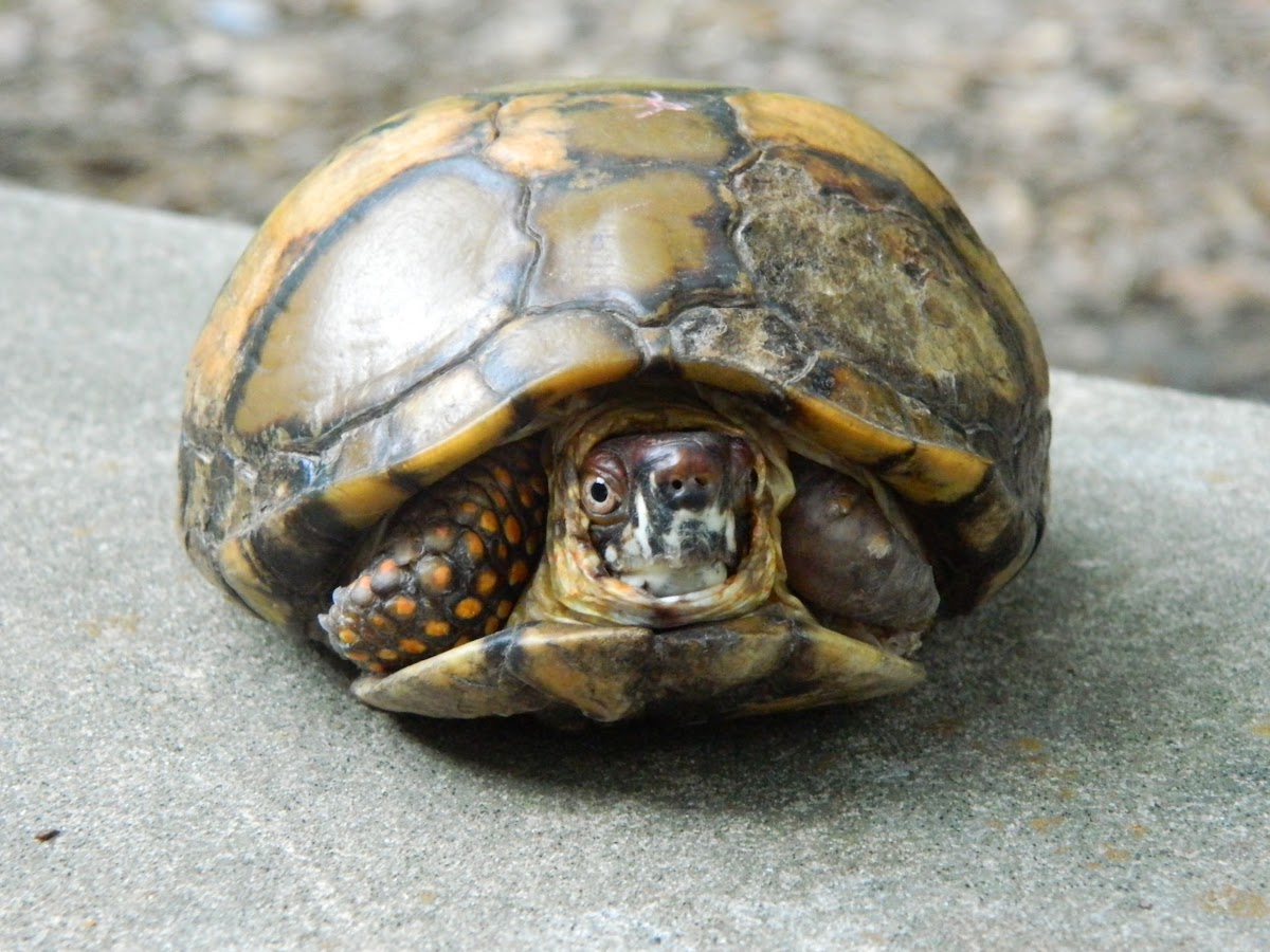 Three-toed Box turtle