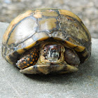Three-toed Box turtle