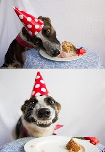 How to install Funny Dog Pictures & Wallpaper 1.0 unlimited apk for pc