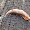 Gray field slug