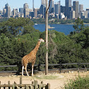 Rothschild's Giraffe - Taronga Zoo, Sydney