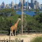 Rothschild's Giraffe - Taronga Zoo, Sydney