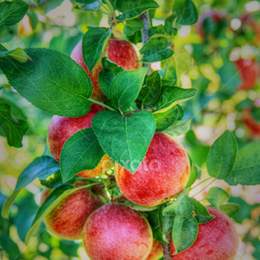 Perfect Pie Portion  by Judee Schofield - Food & Drink Fruits & Vegetables