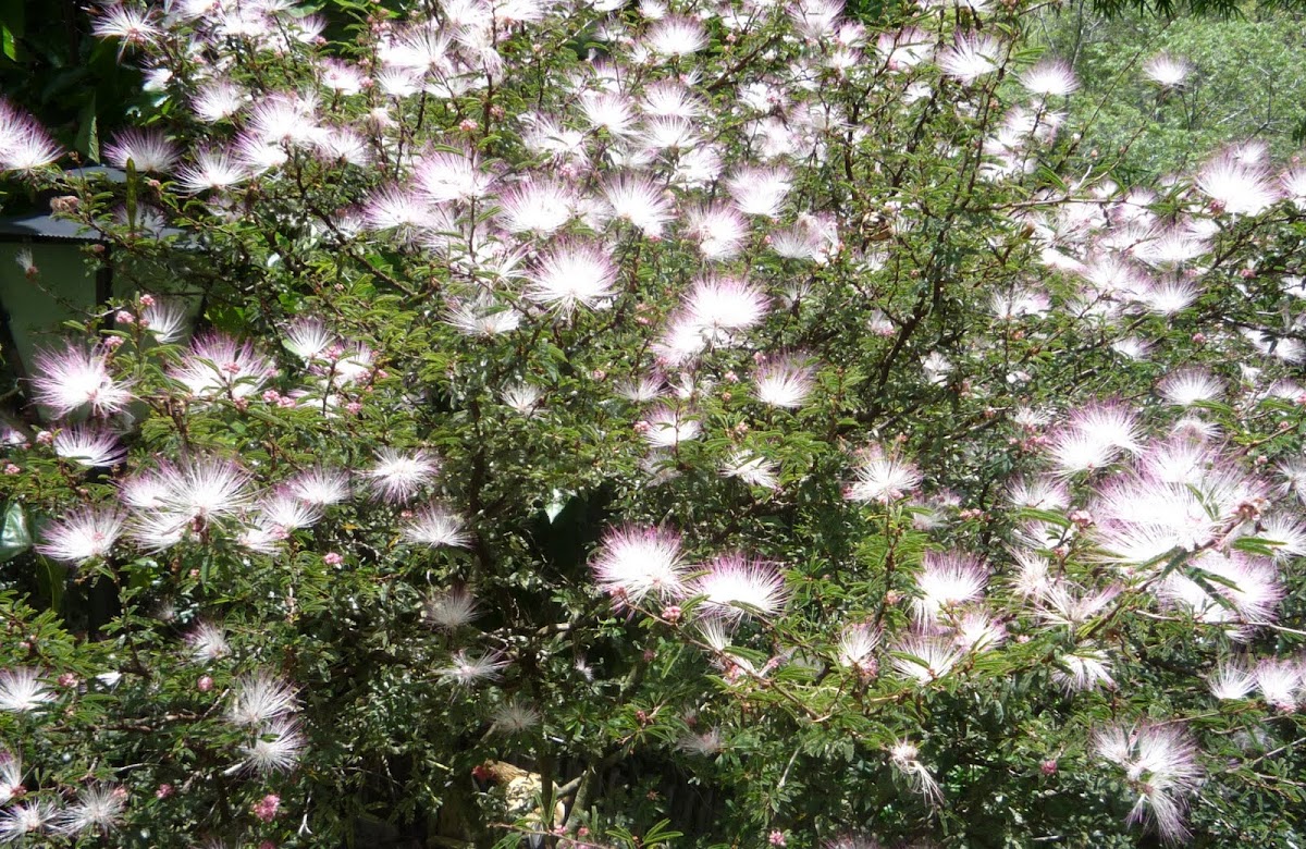 Calliandra brevipes. Plumerillo rosado, esponja, esponjita, manduruvá