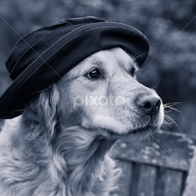 Mr Dillon by CLINT HUDSON - Animals - Dogs Portraits