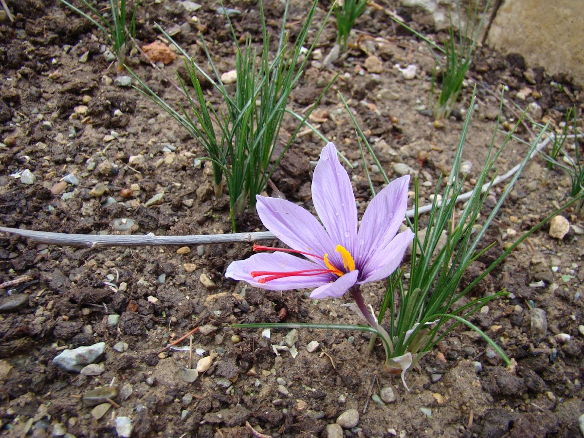 Saffron flower