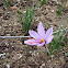 Saffron flower