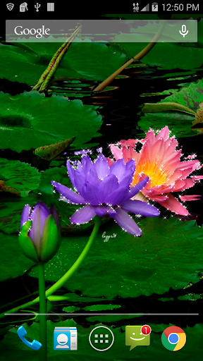 Colored Lotus Flowers LWP