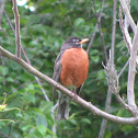 American Robin