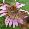 Wild indigo duskywing