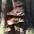 bracket fungus