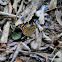 Speckled Wood