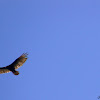 Jote cabeza colorada (Turkey Vulture)