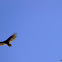 Jote cabeza colorada (Turkey Vulture)
