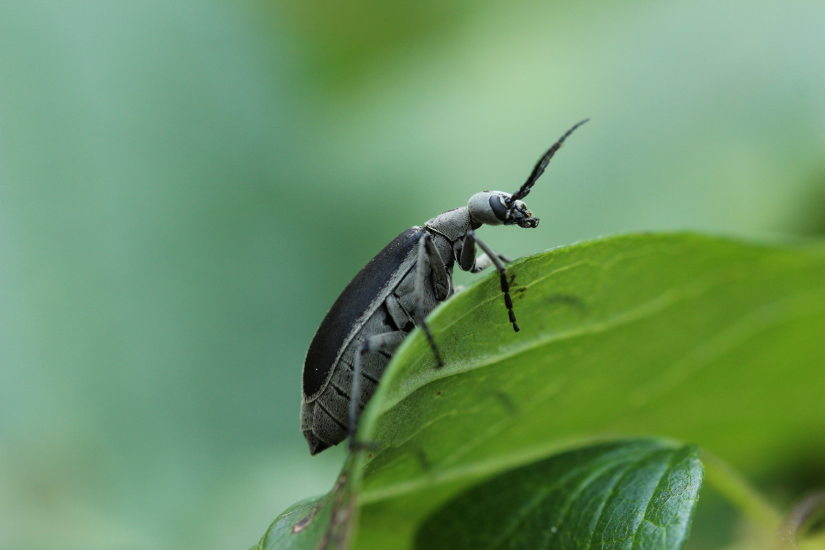 Margined Blister Beetle