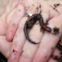 Red Back Salamander