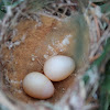 Brown Honey-eater Nest