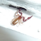 PseudoScorpion