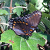 Red Spotted Admiral