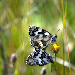 Together by Neli Dan - Animals Insects & Spiders