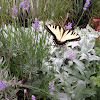 Eastern Tiger Swallowtail Butterfly