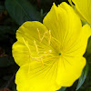 Yellow Primrose
