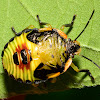 Green Stink Bug Nymph
