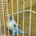 Budgerigar