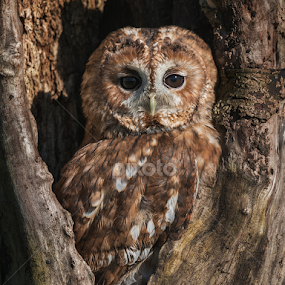 Tawny Owl in his hole by Mike Hudson - Animals Birds