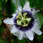 Passionfruit Vine