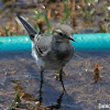 Wagtail