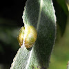 gall (?) on willow leaf