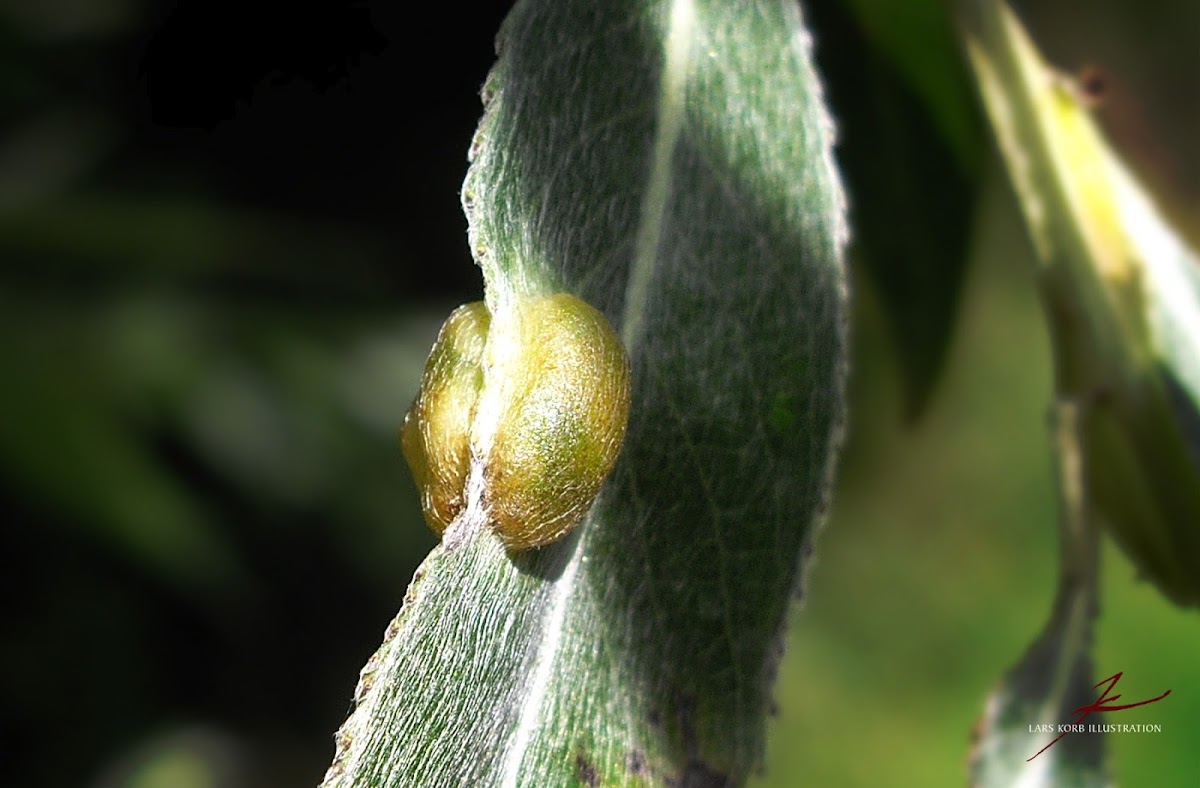 gall (?) on willow leaf