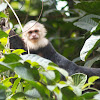 White Faced/White Headed Capuchin