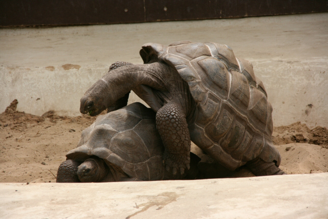 Aldabra giant tortoise