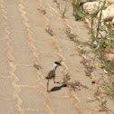 Red-wattled Lapwing