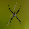 Signature Spider