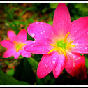 Rain lily