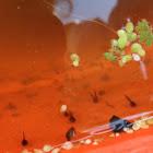 Baja tree frog tadpoles