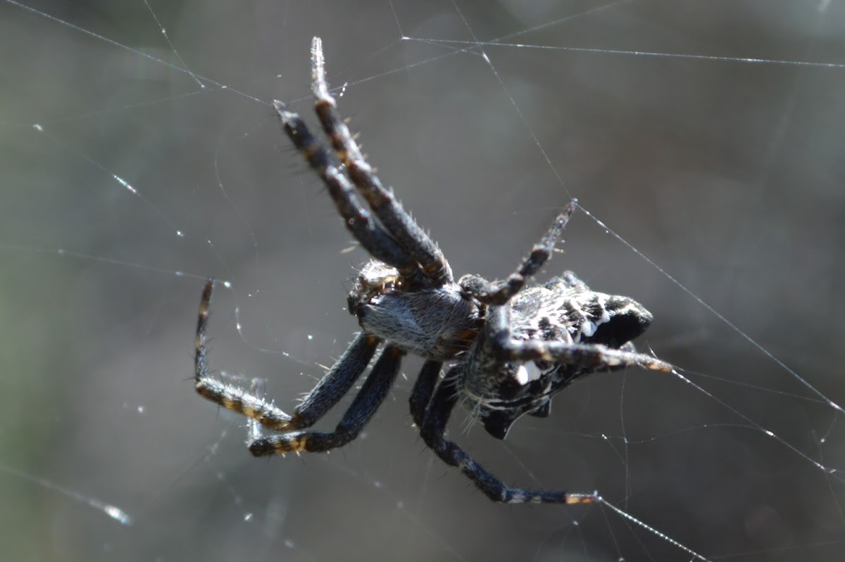 Tropical Tent-Web Spider