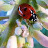 Seven Spotted LadyBug