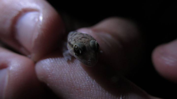 Turkish Gecko
