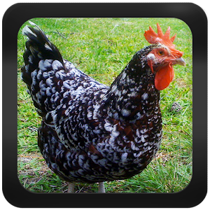 Chicken Breeds & Types.apk 1.0