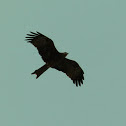 Small Indian Kite