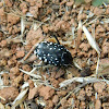 Oxythyrea Chafer beetle
