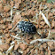 Oxythyrea Chafer beetle