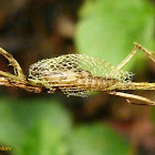 Urodidae moth cocoon