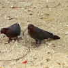 Scaly-naped Pigeon/Red-necked Pigeon